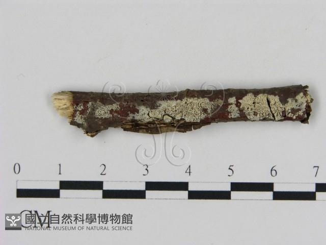 登錄號:F0009226藏品圖，第1張