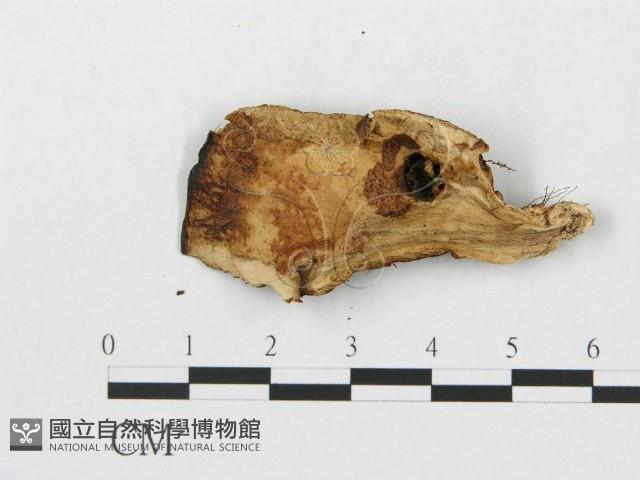 登錄號:F0008126藏品圖，第1張