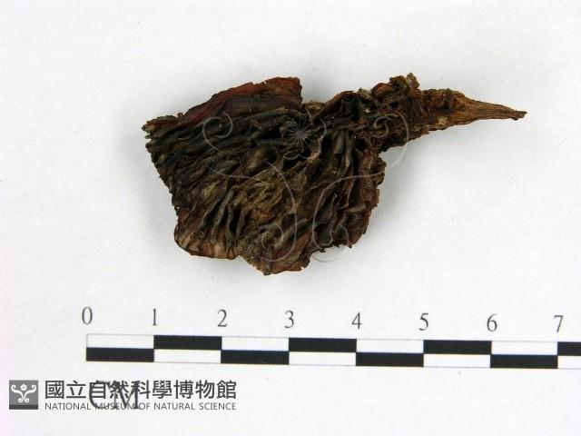 登錄號:F0008026藏品圖，第1張