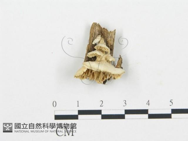 登錄號:F0006026藏品圖，第1張