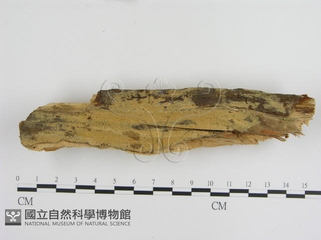 登錄號:F0001026藏品圖，第1張