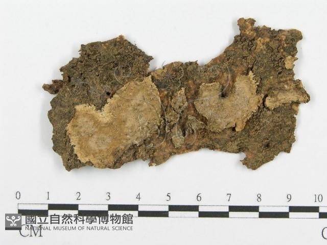 登錄號:F0004026藏品圖，第1張