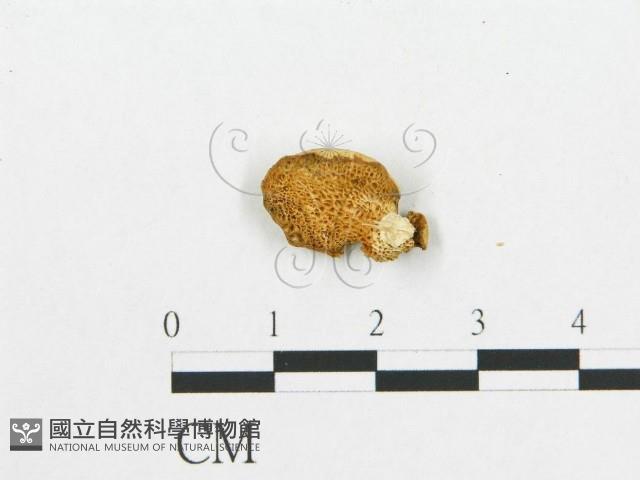 登錄號:F0007026藏品圖，第1張