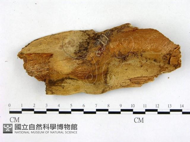 登錄號:F0015026藏品圖，第1張