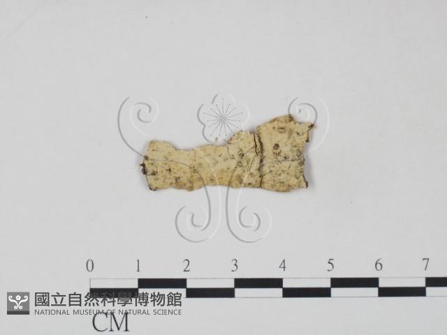 射脈菌屬藏品圖，第1張