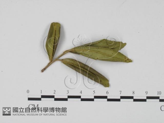 登錄號:F0008326藏品圖，第1張