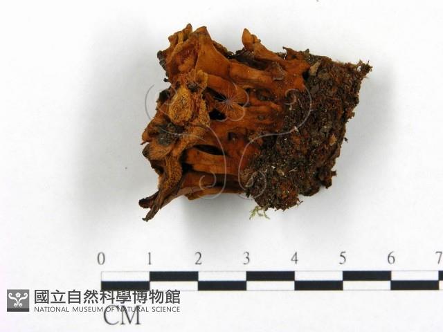 登錄號:F0008206藏品圖，第1張