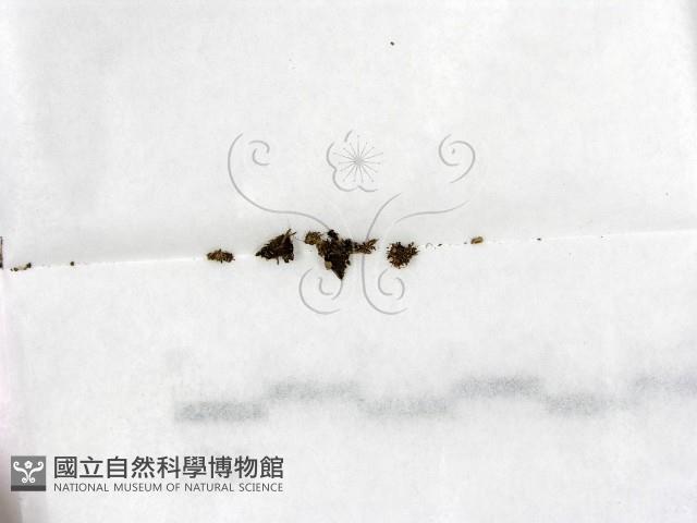 登錄號:F0000206藏品圖，第1張
