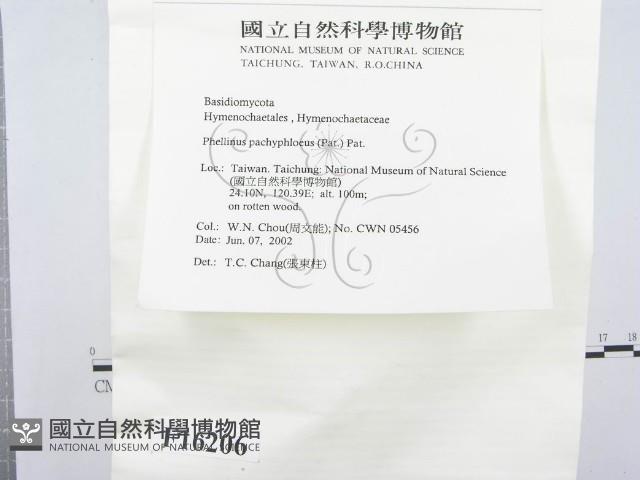 金邊纖孔菌藏品圖，第3張