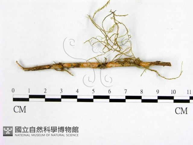 登錄號:F0001206藏品圖，第1張