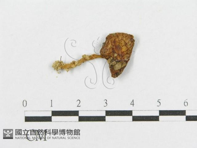 登錄號:F0011206藏品圖，第1張