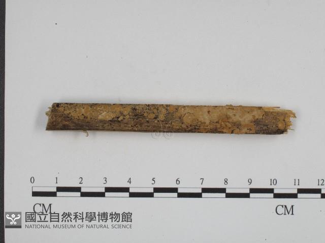 登錄號:F0004206藏品圖，第1張