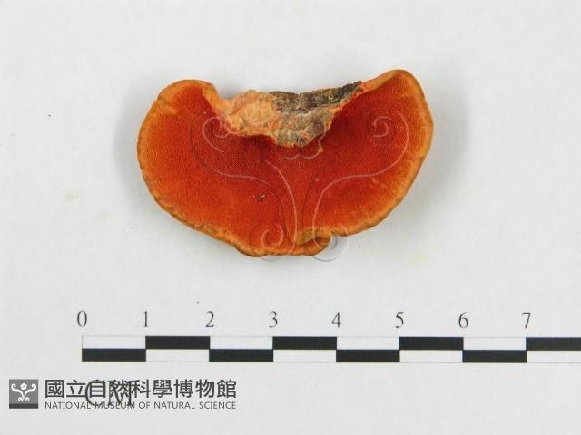 血紅密孔菌藏品圖，第1張