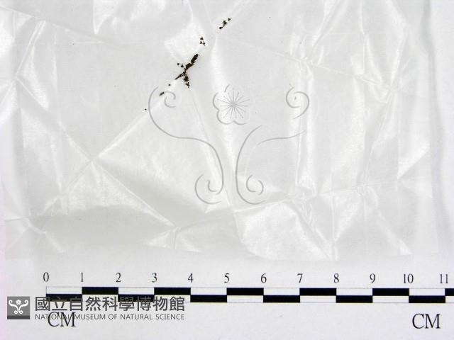 登錄號:F0017206藏品圖，第1張
