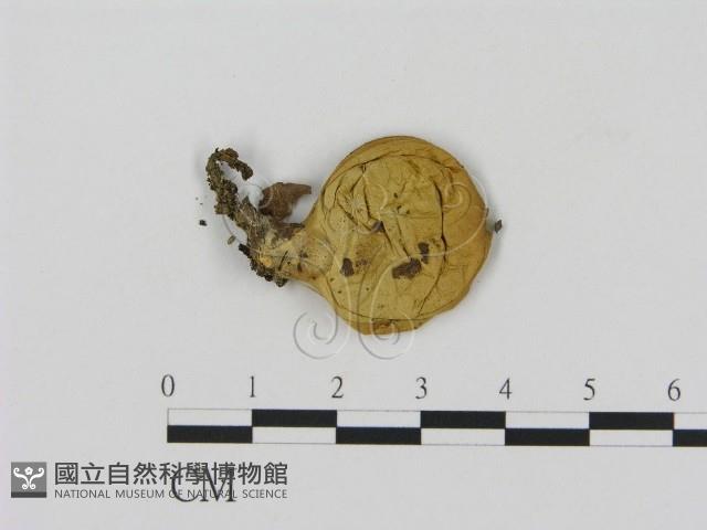 登錄號:F0005206藏品圖，第1張