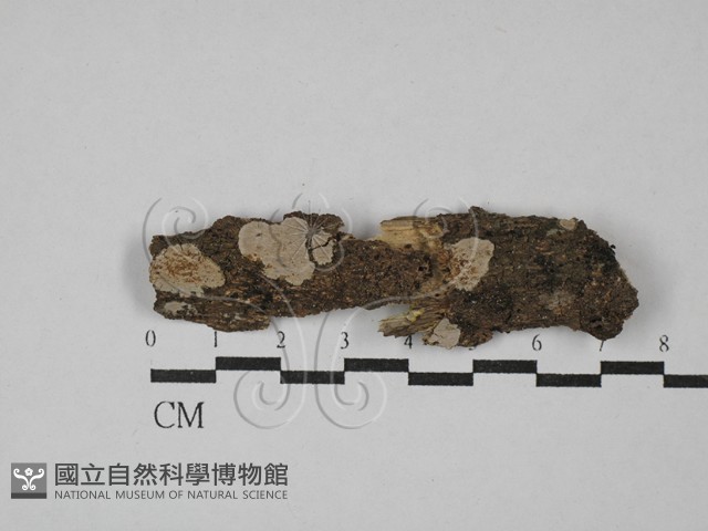 刺皮菌屬藏品圖，第1張
