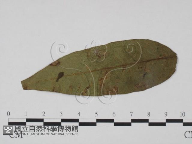 登錄號:F0019206藏品圖，第1張