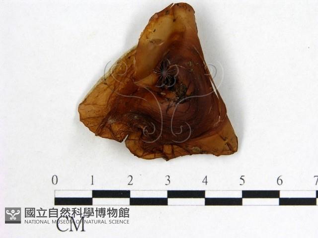 木耳屬藏品圖，第1張