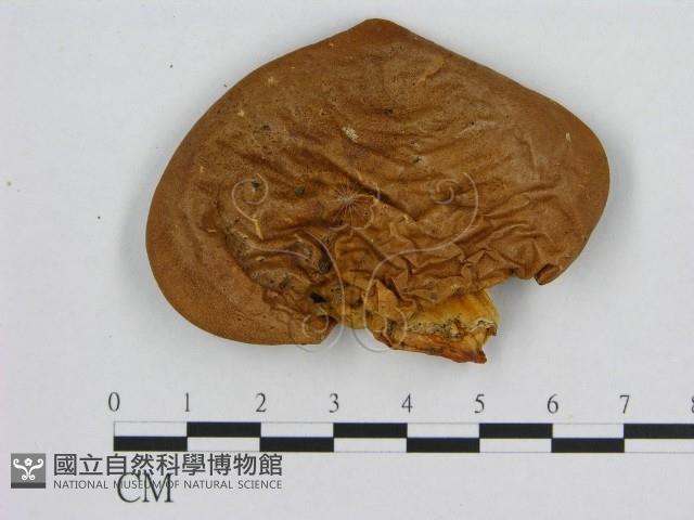 登錄號:F0009606藏品圖，第1張