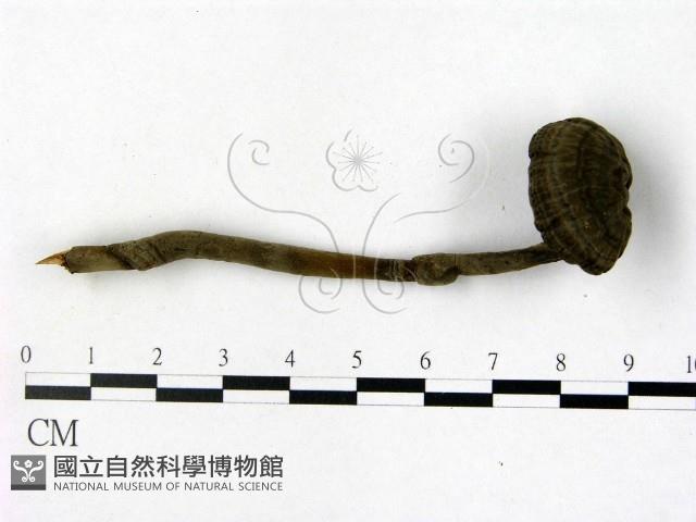 登錄號:F0008406藏品圖，第1張