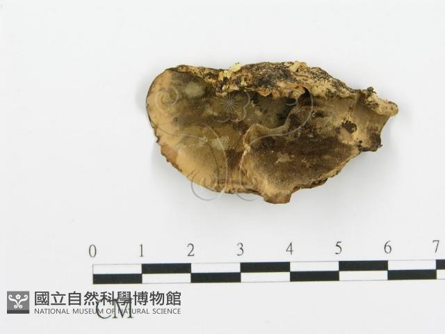 煙管菌藏品圖，第1張