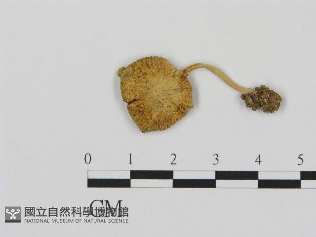 微皮傘屬藏品圖，第1張