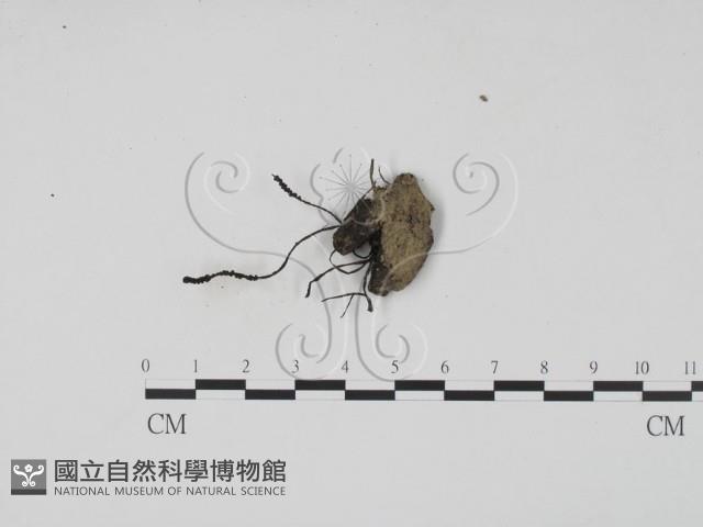 登錄號:F0007406藏品圖，第1張