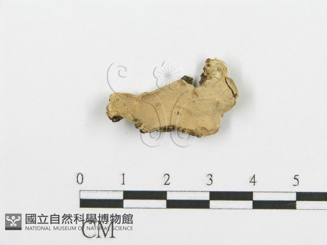 登錄號:F0009406藏品圖，第1張