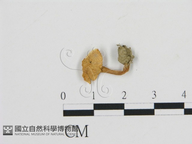 濕傘屬藏品圖，第1張