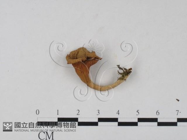 雞油菌屬藏品圖，第1張