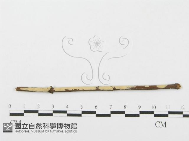 登錄號:F0004506藏品圖，第1張