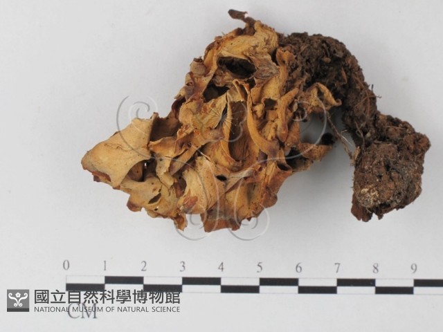 登錄號:F0005506藏品圖，第1張