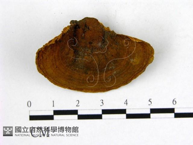 登錄號:F0009506藏品圖，第1張