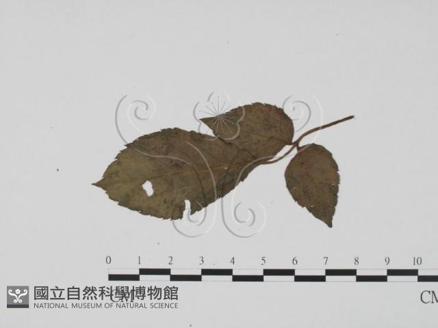 登錄號:F0019506藏品圖，第1張
