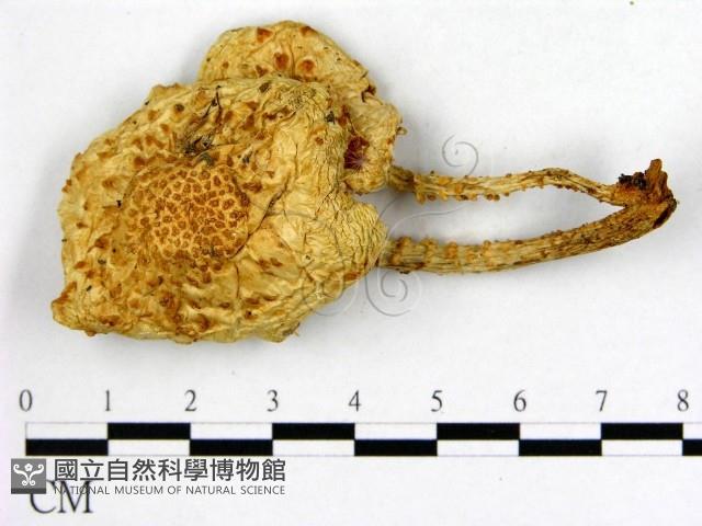 登錄號:F0008106藏品圖，第1張