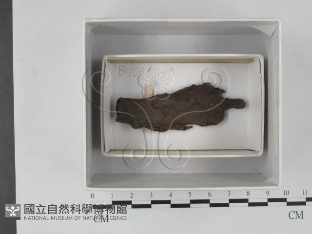 登錄號:F0018106藏品圖，第1張