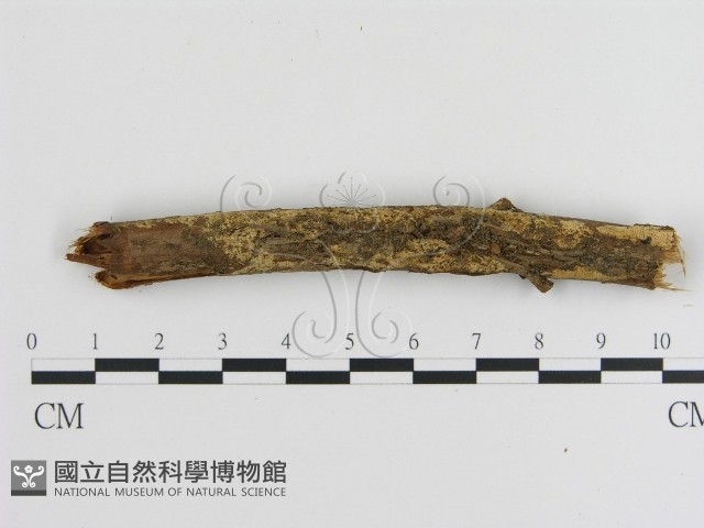 登錄號:F0000106藏品圖，第1張