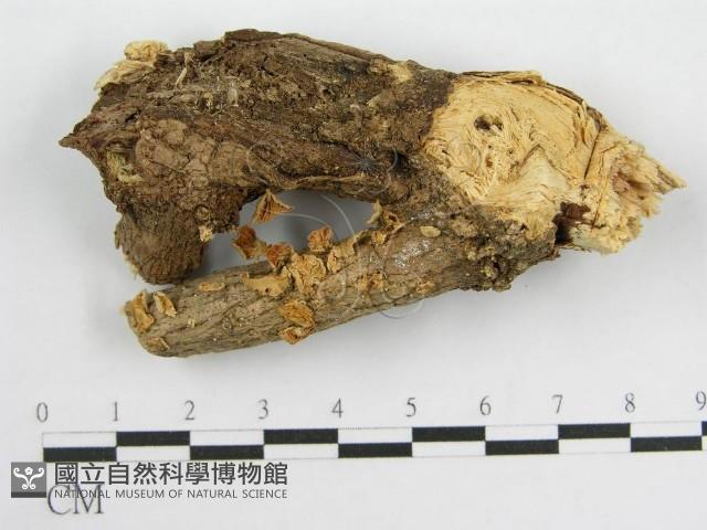 微皮傘屬藏品圖，第1張