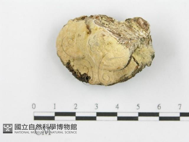 登錄號:F0006106藏品圖，第1張