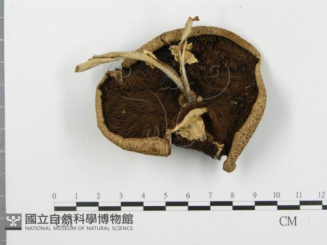 登錄號:F0016106藏品圖，第1張