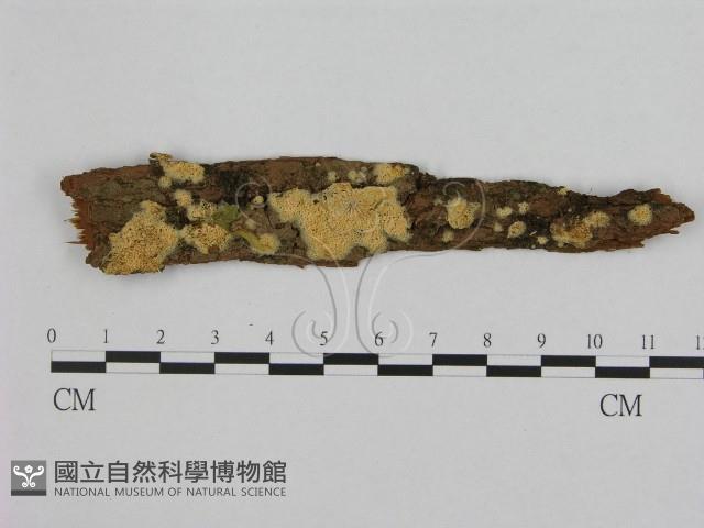 銳孔菌屬藏品圖，第1張