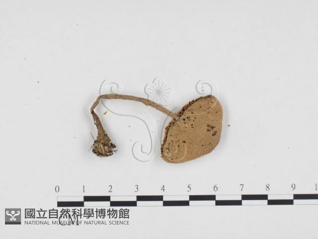 登錄號:F0024106藏品圖，第1張