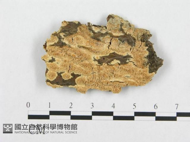 登錄號:F0007106藏品圖，第1張