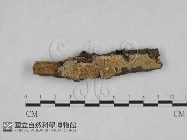 登錄號:F0025106藏品圖，第1張