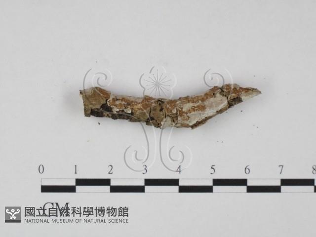 登錄號:F0015106藏品圖，第1張
