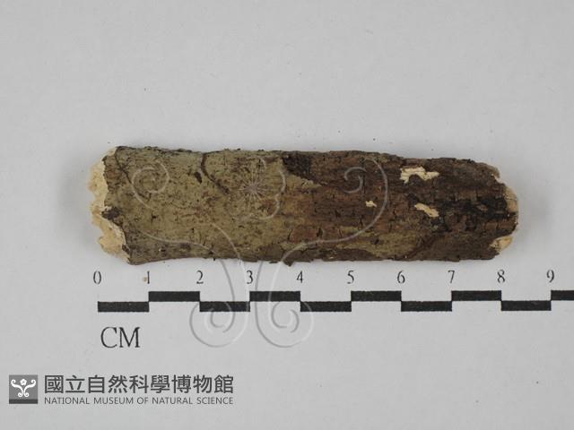 登錄號:F0029106藏品圖，第1張