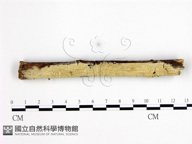 登錄號:F0003106藏品圖，第1張