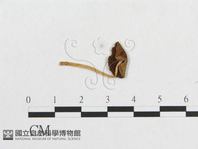 登錄號:F0013106藏品圖，第1張