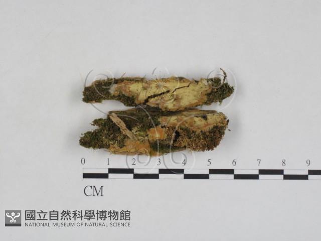 登錄號:F0028006藏品圖，第1張