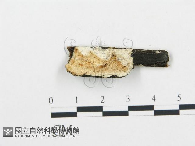 登錄號:F0008006藏品圖，第1張